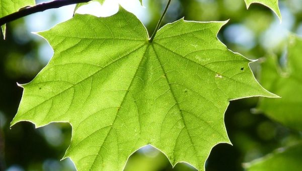 maple-leaf